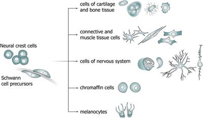 Neural crest and sons: role of neural crest cells and Schwann cell precursors in development and gland embryogenesis